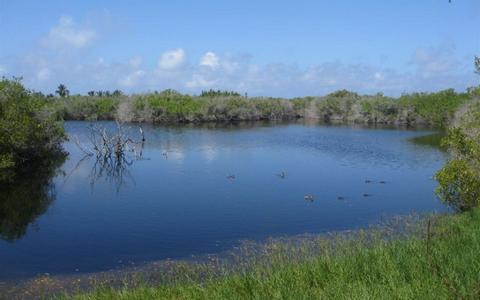 Wetlands Tour of Isabela Island Ecuador